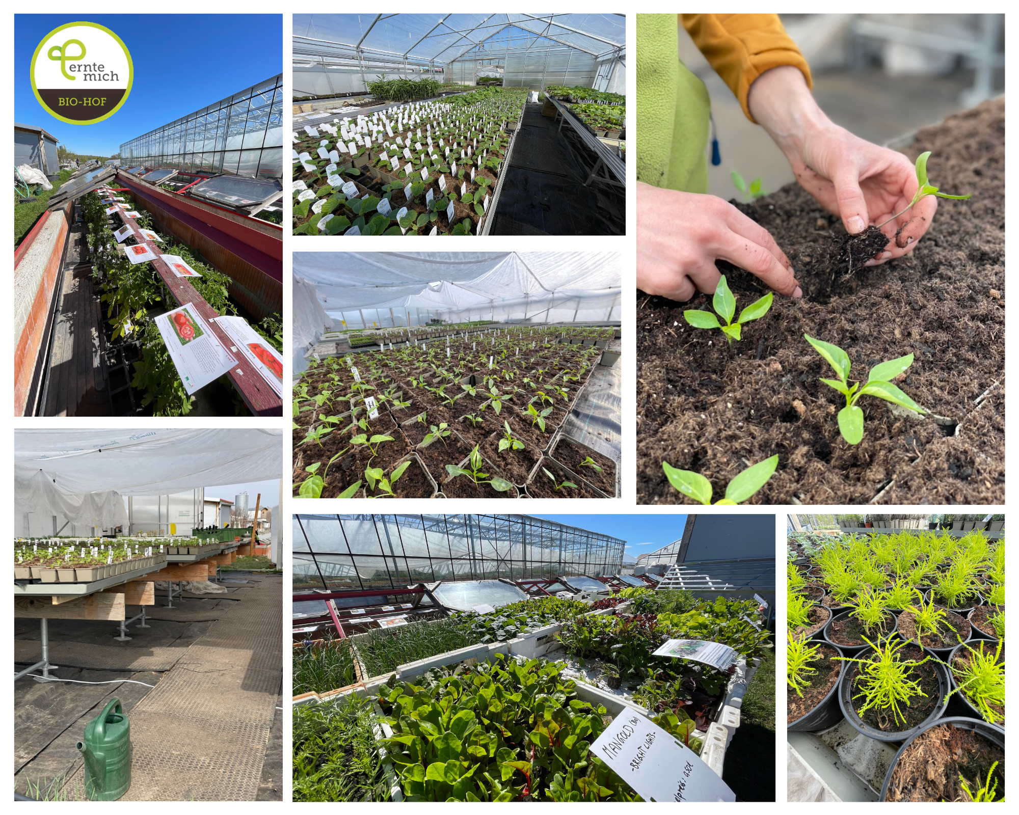 Unser Frühbeet ist nun aufgefüllt- die Tomatenpflanzen sind bereit