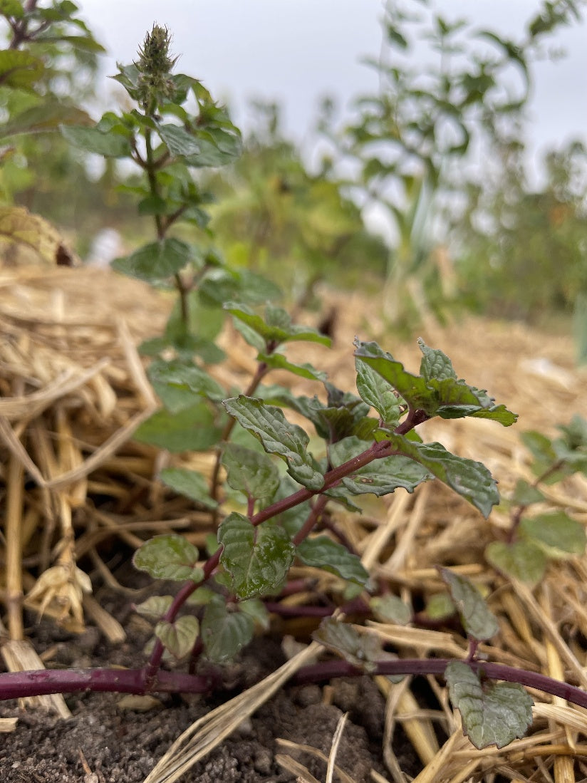 Kräuter Minze Johannisbeere Jungpflanze