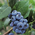 Strauch Heidelbeere Bluecrop Jungpflanze