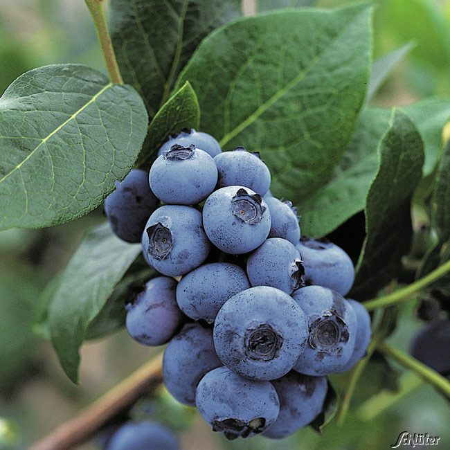 Strauch Heidelbeere Bluecrop Jungpflanze