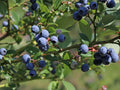 Strauch Heidelbeere Reka Jungpflanze