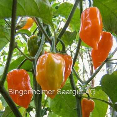 Chili Habanero orange Jungpflanze Schärfe 9-10/10