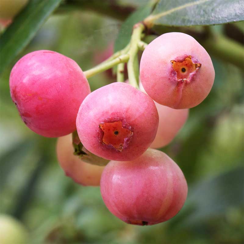 Strauch Heidelbeere Pink Lemonade Jungpflanze