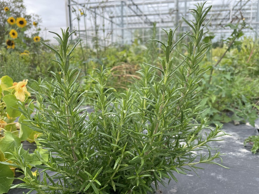 Kräuter Rosmarin Ingauno Jungpflanze