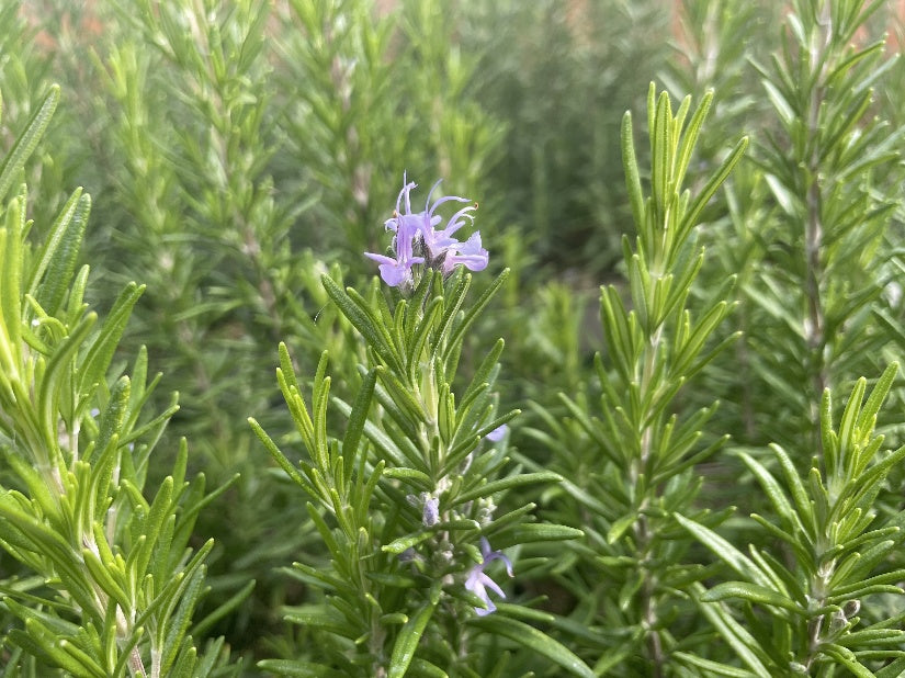 Kräuter Rosmarin Abraxas Jungpflanze