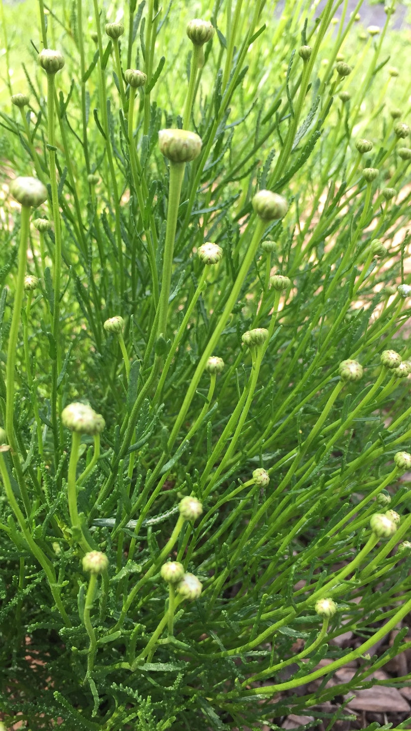 Kräuter Olivenkraut Jungpflanze