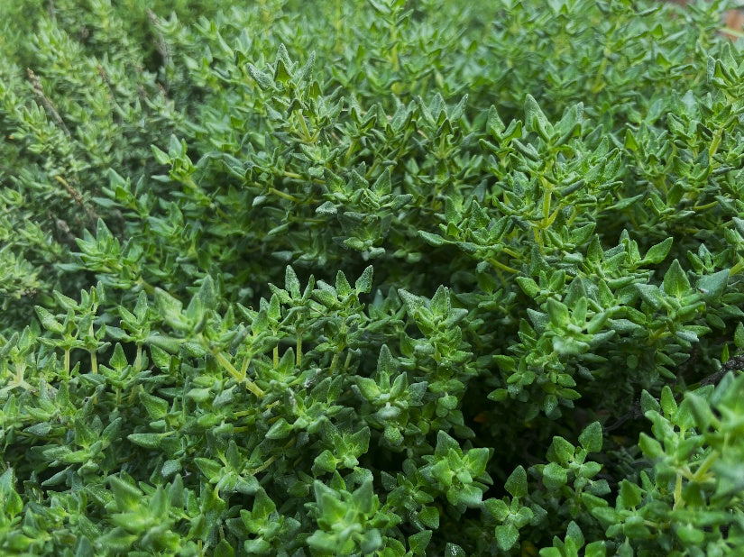 Kräuter Thymian Rose Jungpflanze