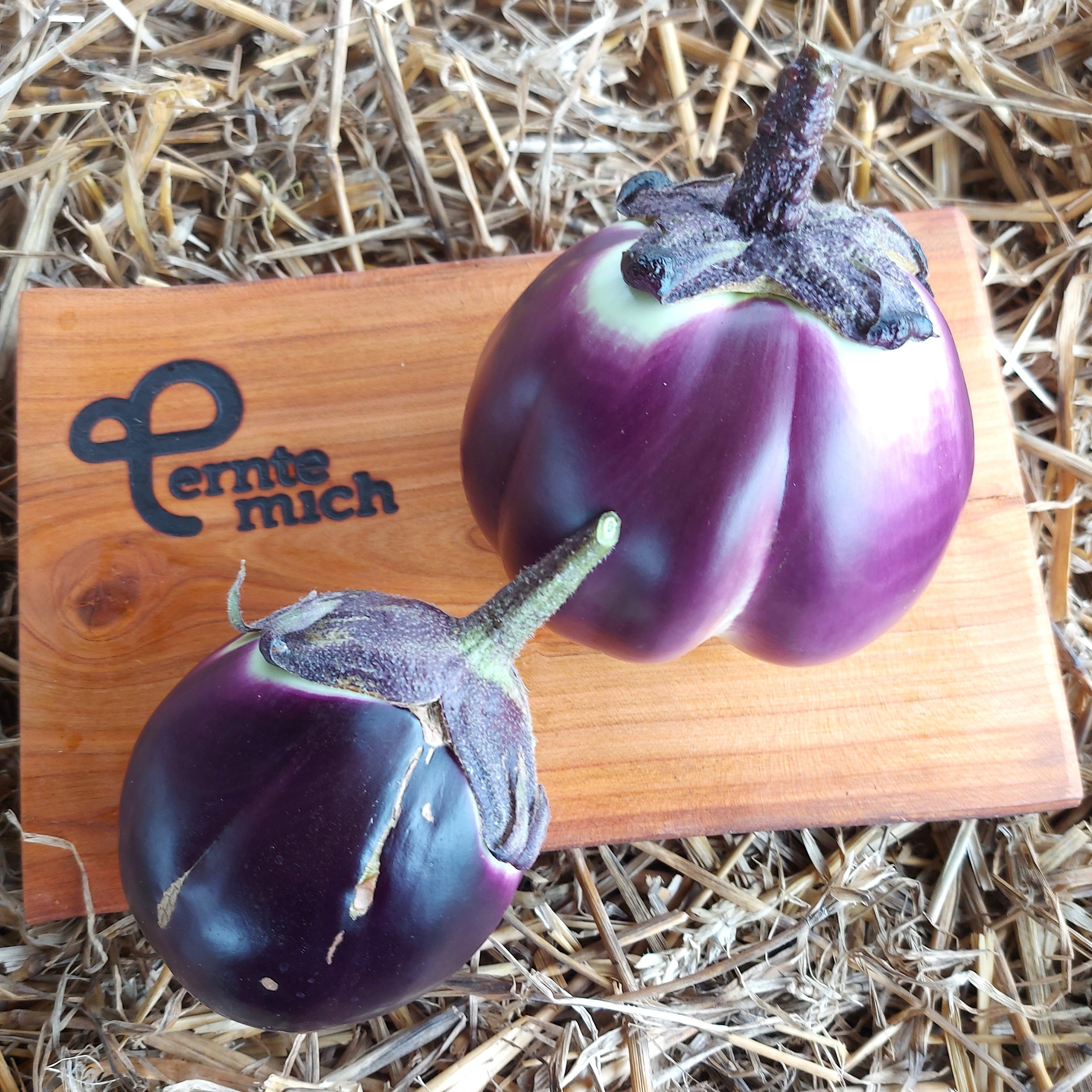 Aubergine Violetta di Firenze Jungpflanze