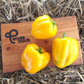 Paprika Yello California Wonder Jungpflanze