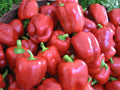 Paprika Yolo Wonder Jungpflanze