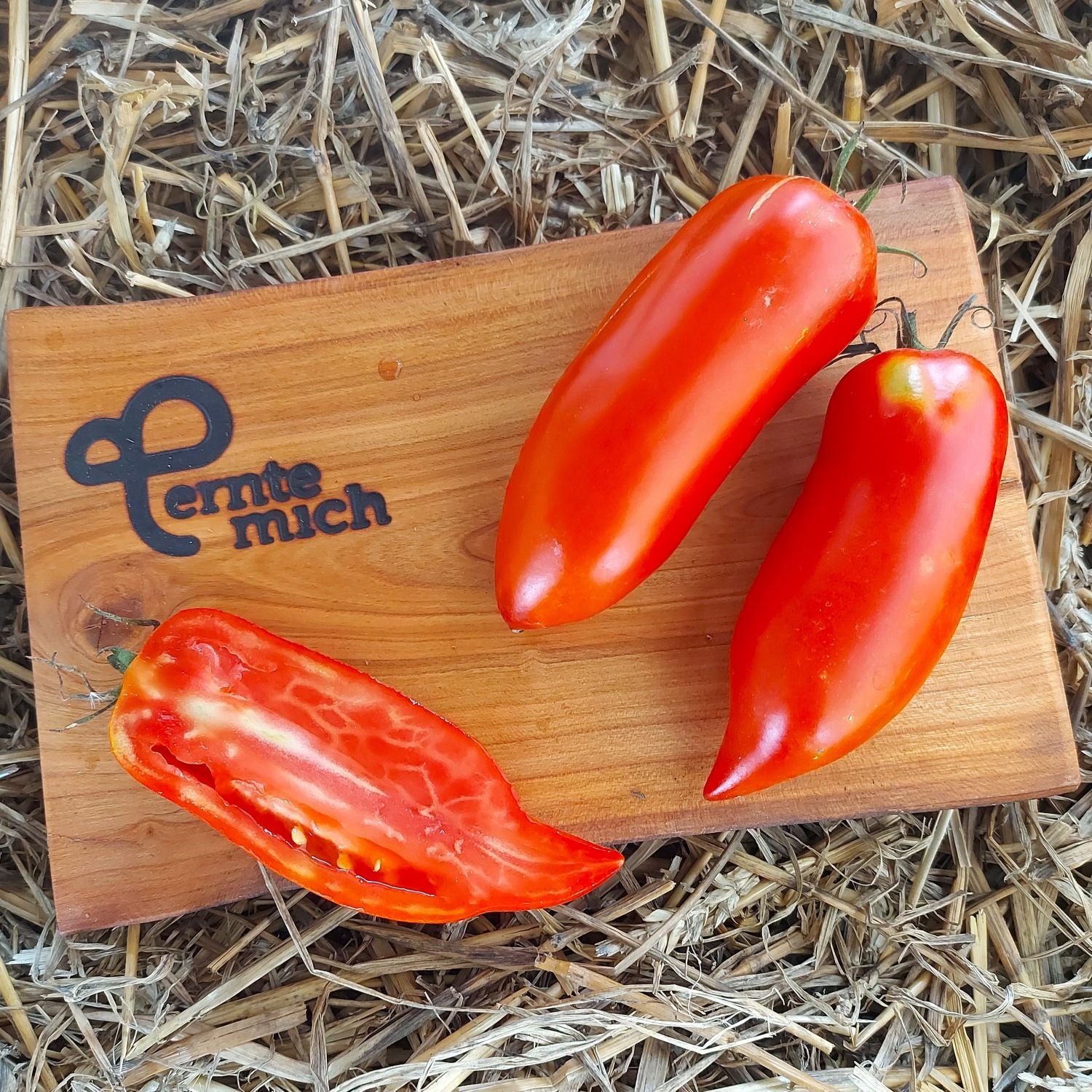 Tomate Andenhorn Jungpflanze