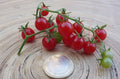 Tomate Argentinische Wildtomate Jungpflanze