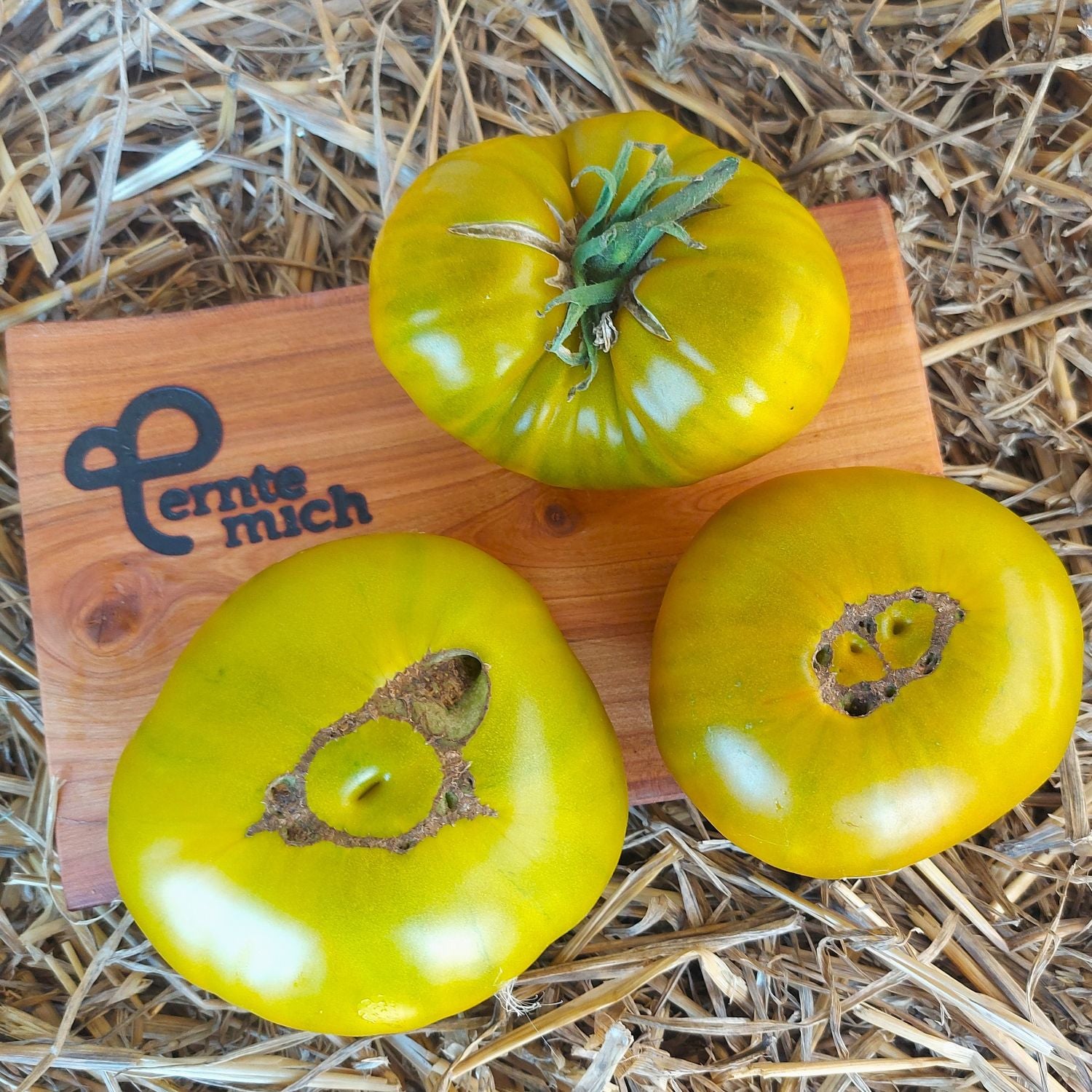 Tomate Evergreen Jungpflanze