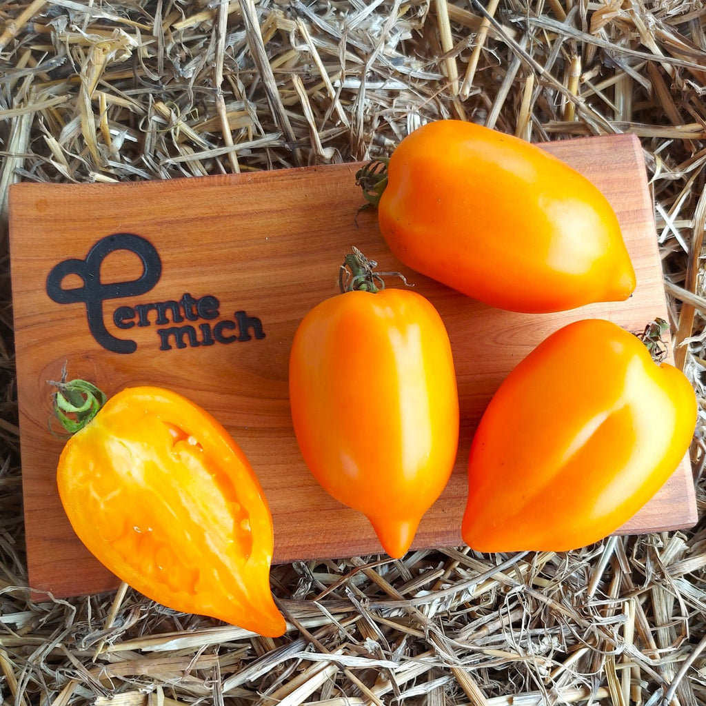 Tomate Gelbe Paprika Jungpflanze