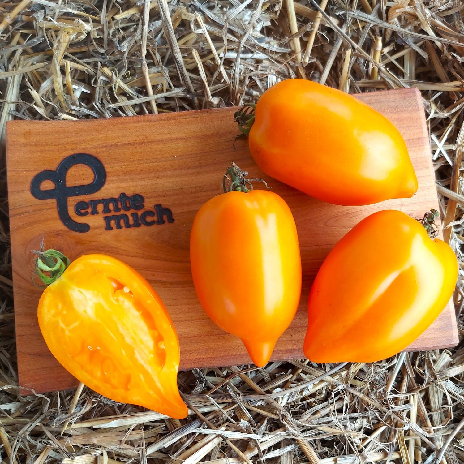 Tomate Gelbe Paprika Jungpflanze
