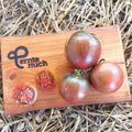 Tomate Russischer Korsar Jungpflanze