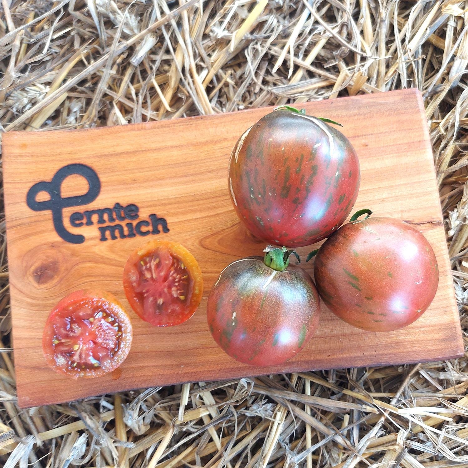 Tomate Russischer Korsar Jungpflanze