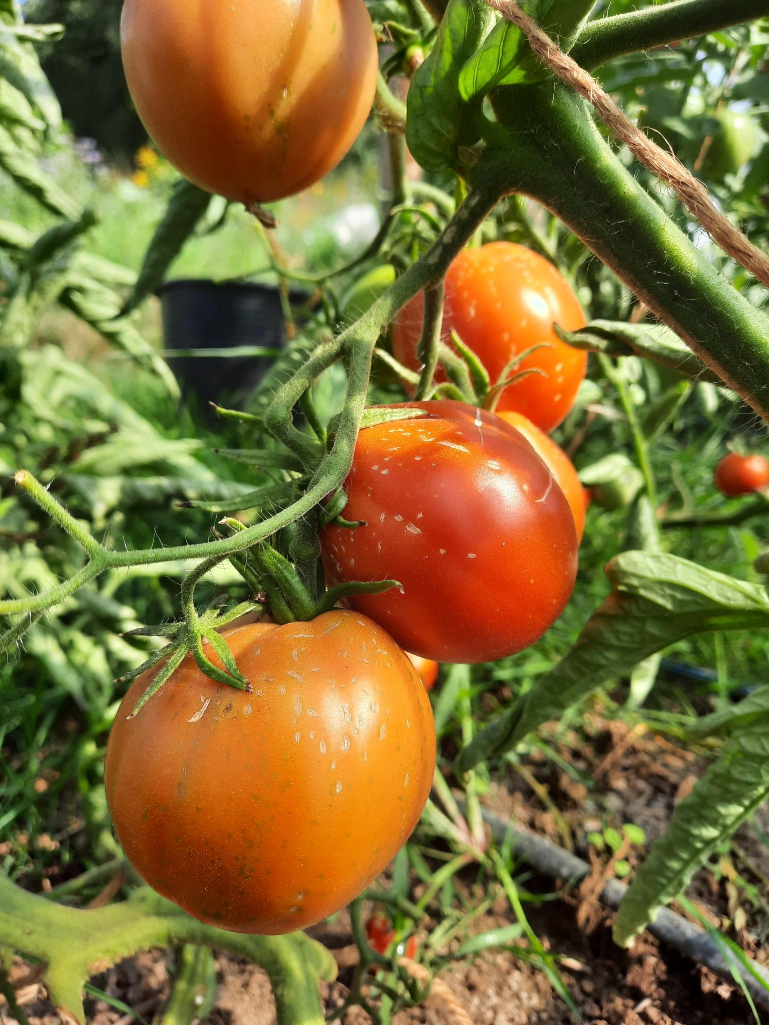 Tomate Scabitha Jungpflanze