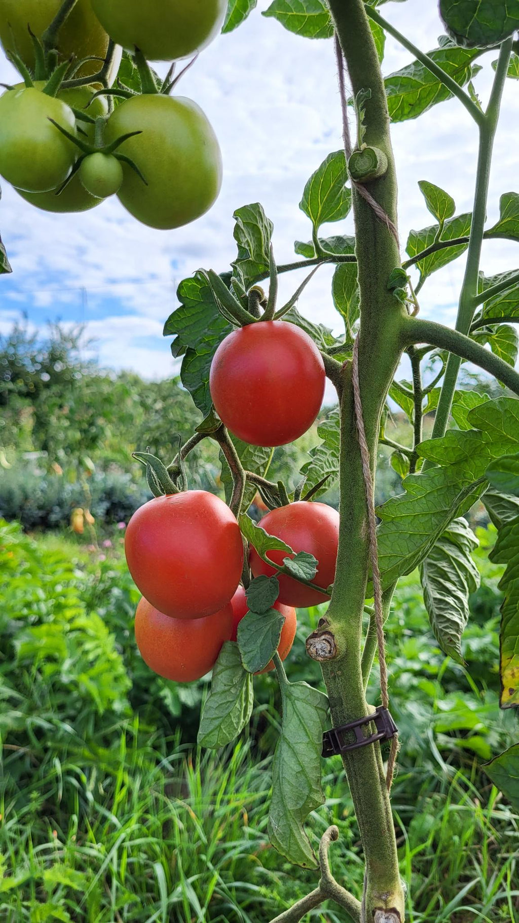 Tomate Trixi Jungpflanze