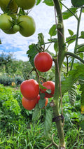 Tomate Trixi Jungpflanze