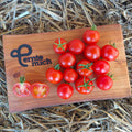Tomate Zuckertraube Jungpflanze