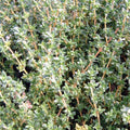 Kräuter Thymian Faustinoi Jungpflanze
