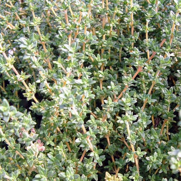 Kräuter Thymian Faustinoi Jungpflanze