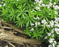 Kräuter Waldmeister Jungpflanze