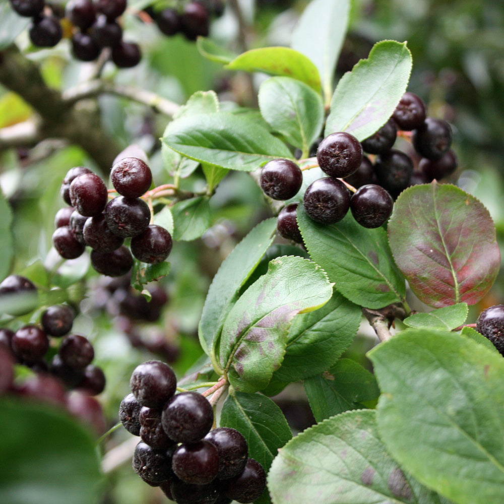Strauch Aronia Viking Jungpflanze