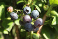 Strauch Heidelbeere Rubel Jungpflanze