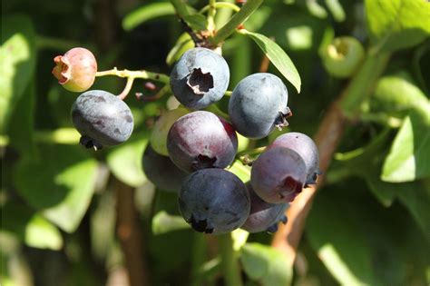 Strauch Heidelbeere Rubel Jungpflanze