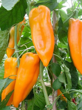 Paprika Corno Giallo Jungpflanze