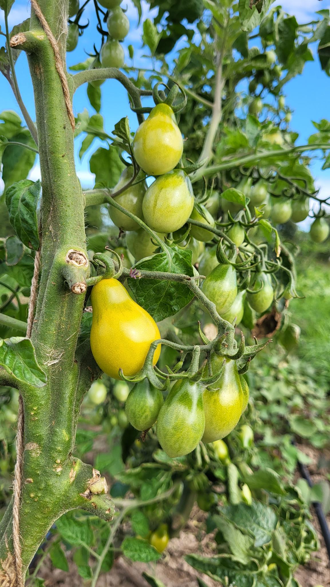 Tomate Green Pear Jungpflanze