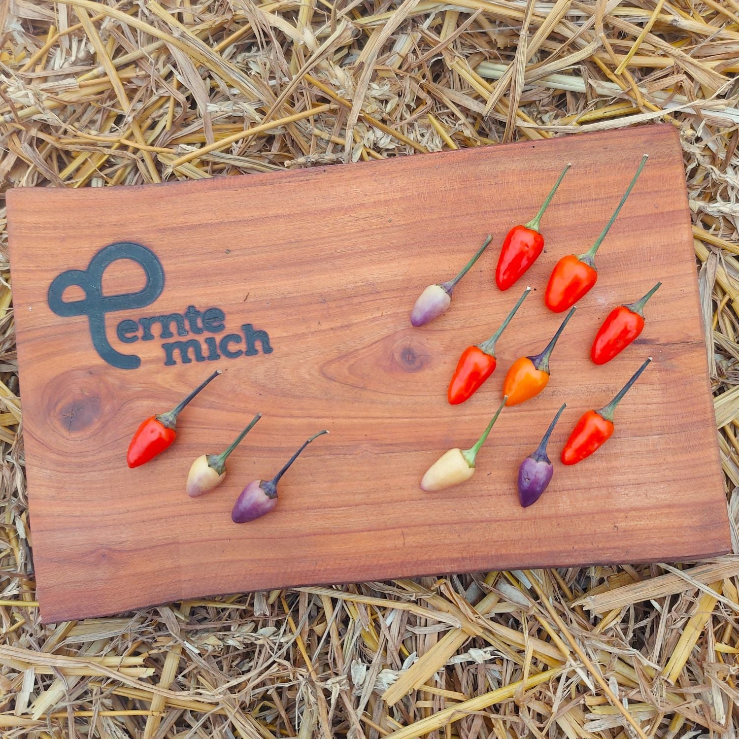 Chili Lila Luzi Jungpflanze, Schärfe 7/10
