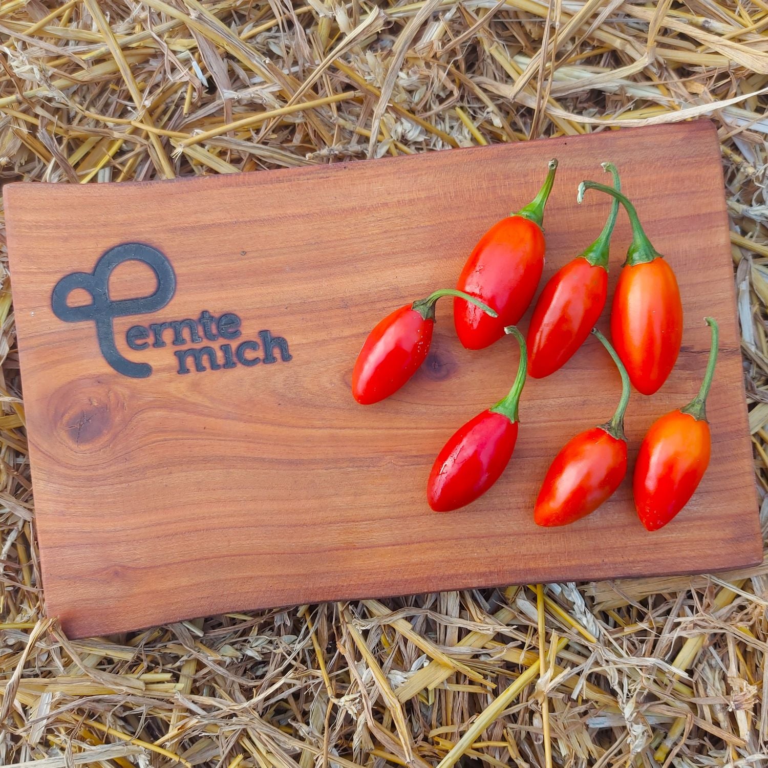 Chili Catarina Jungpflanze Schärfe 4/10