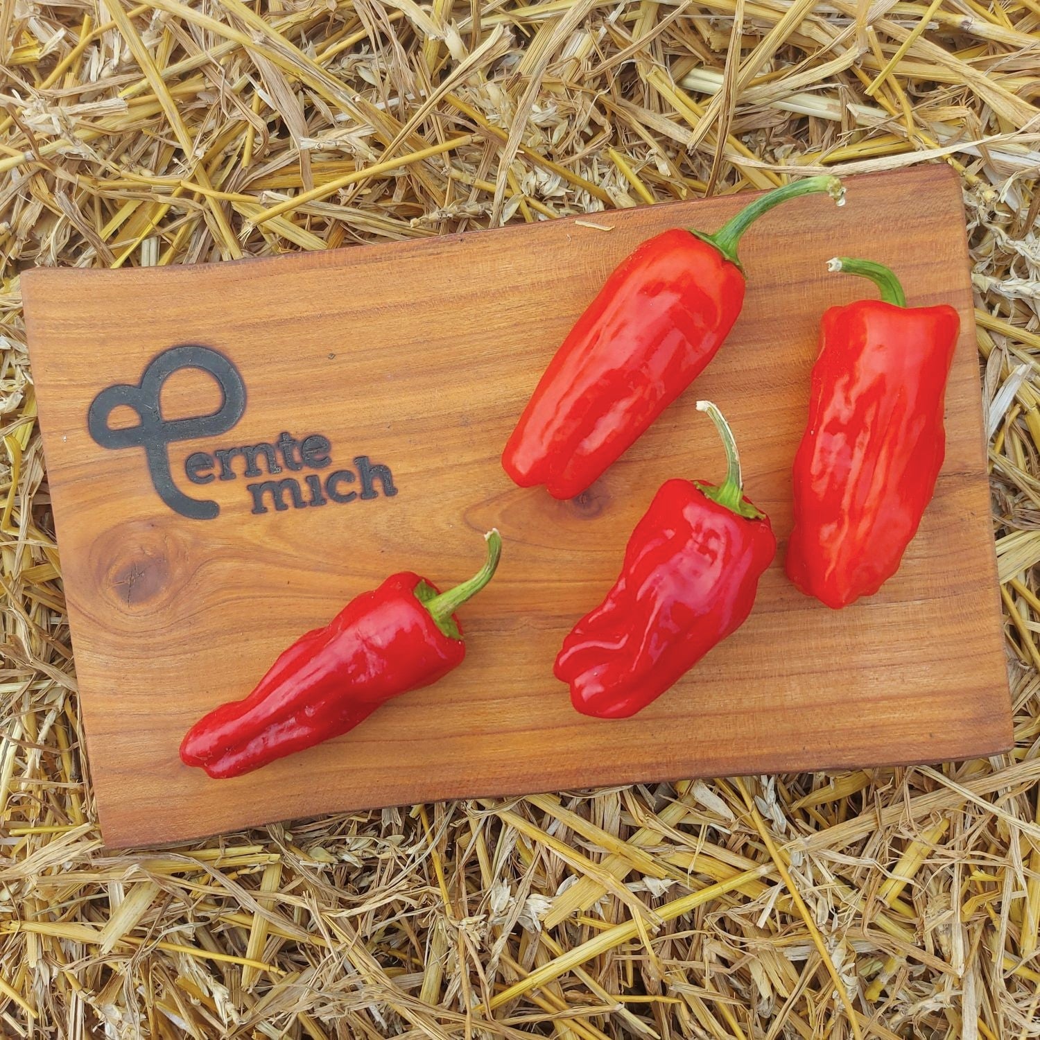 Chili Krateos Jungpflanze, Schärfe 3/10