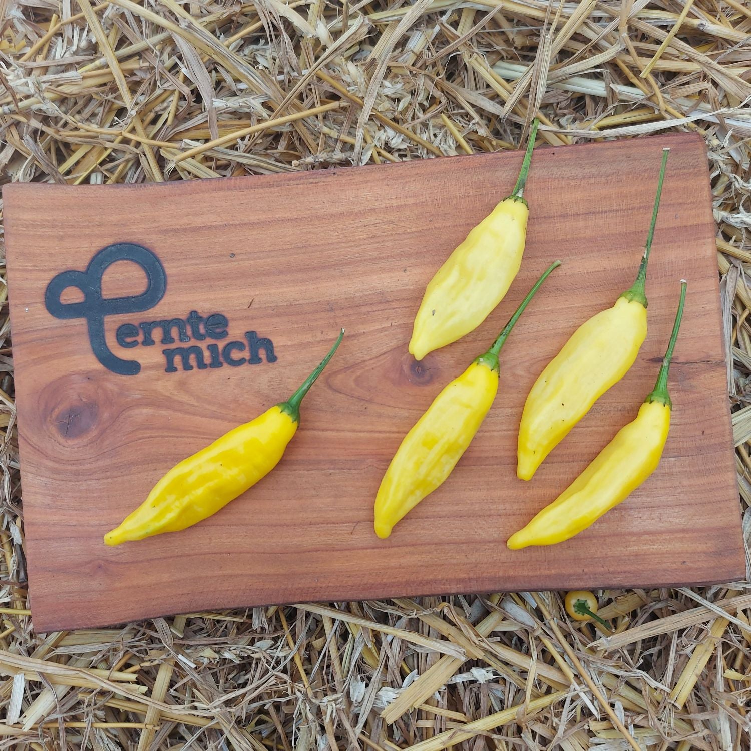 Chili Lemon Drop Jungpflanze, Schärfe 7/10