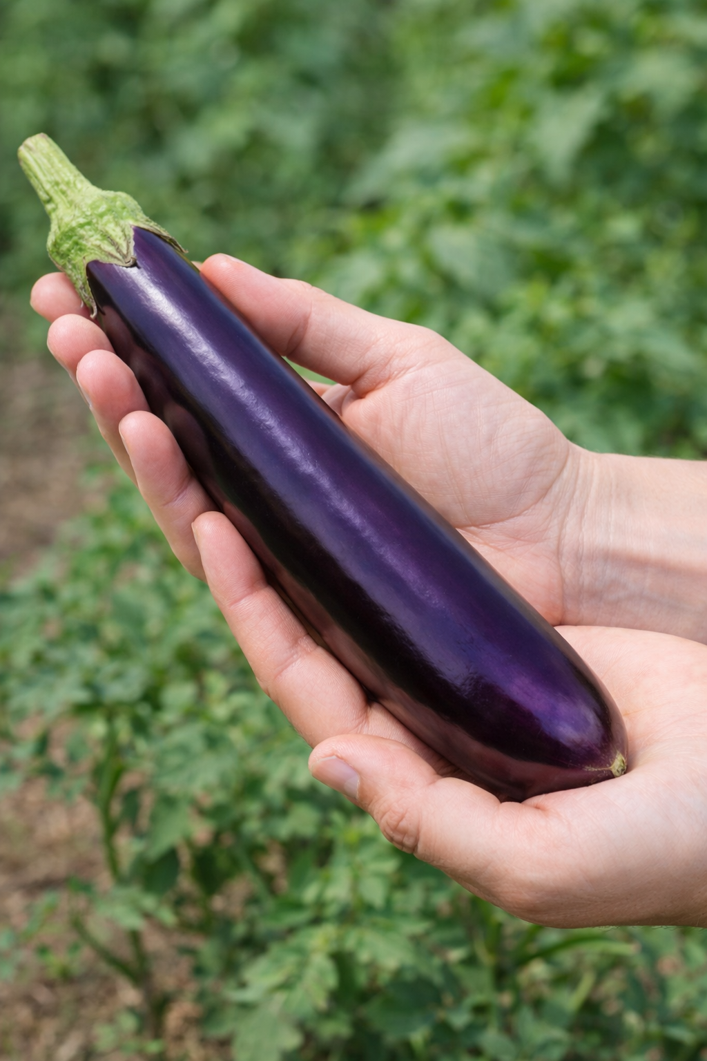 Aubergine Early Long Purple Jungpflanze