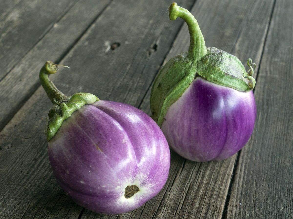 Aubergine Lea Jungpflanze