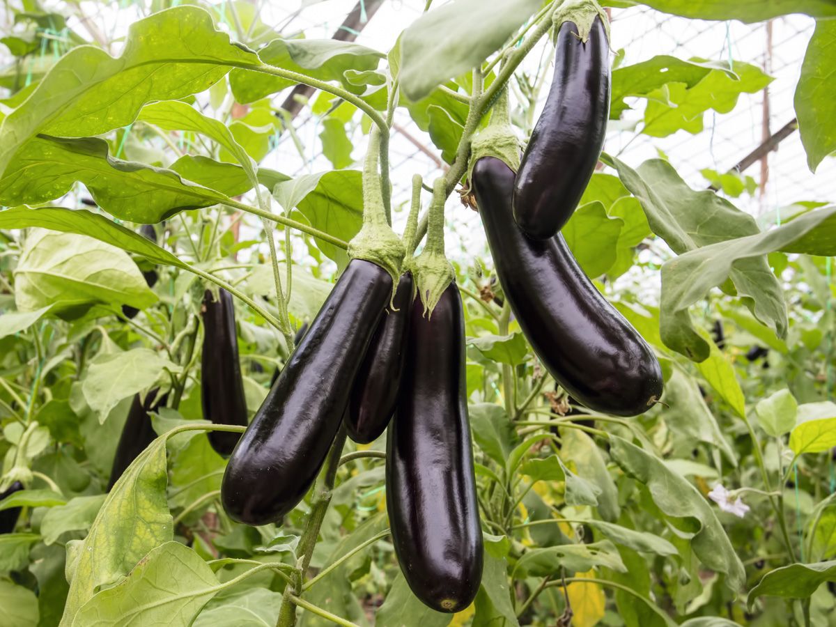 Aubergine De Barbentane Jungpflanze