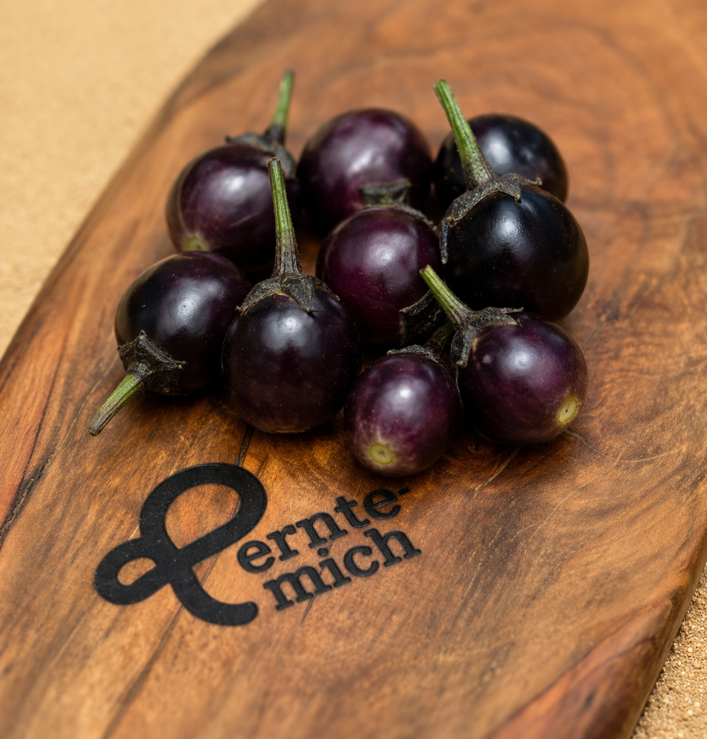 Aubergine Bambino Jungpflanze