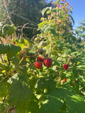 Strauch Himbeere Little Sweet Sister Jungpflanze