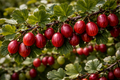 Strauch Stachelbeere Hinnonmäki rot Jungpflanze