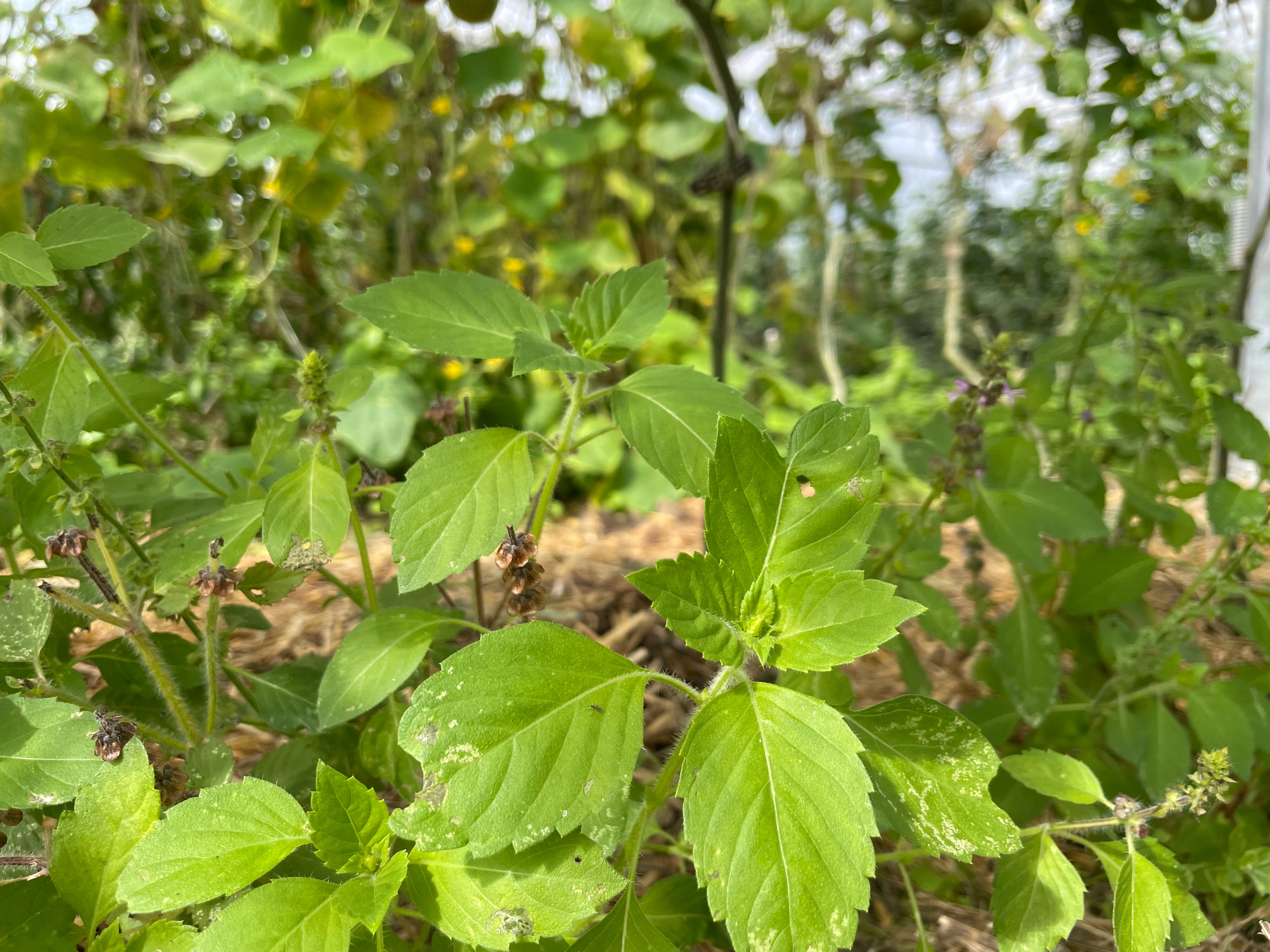 Kräuter Heiliges Basilikum /Tulsi Jungpflanze