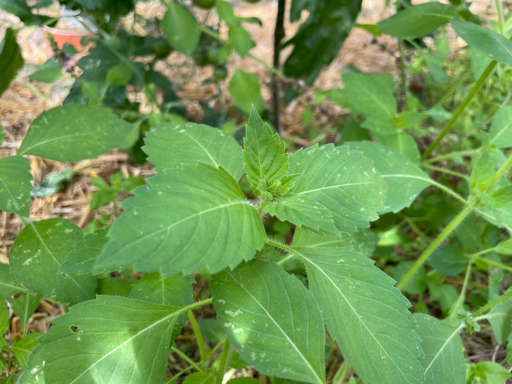 Kräuter Heiliges Basilikum /Tulsi Jungpflanze