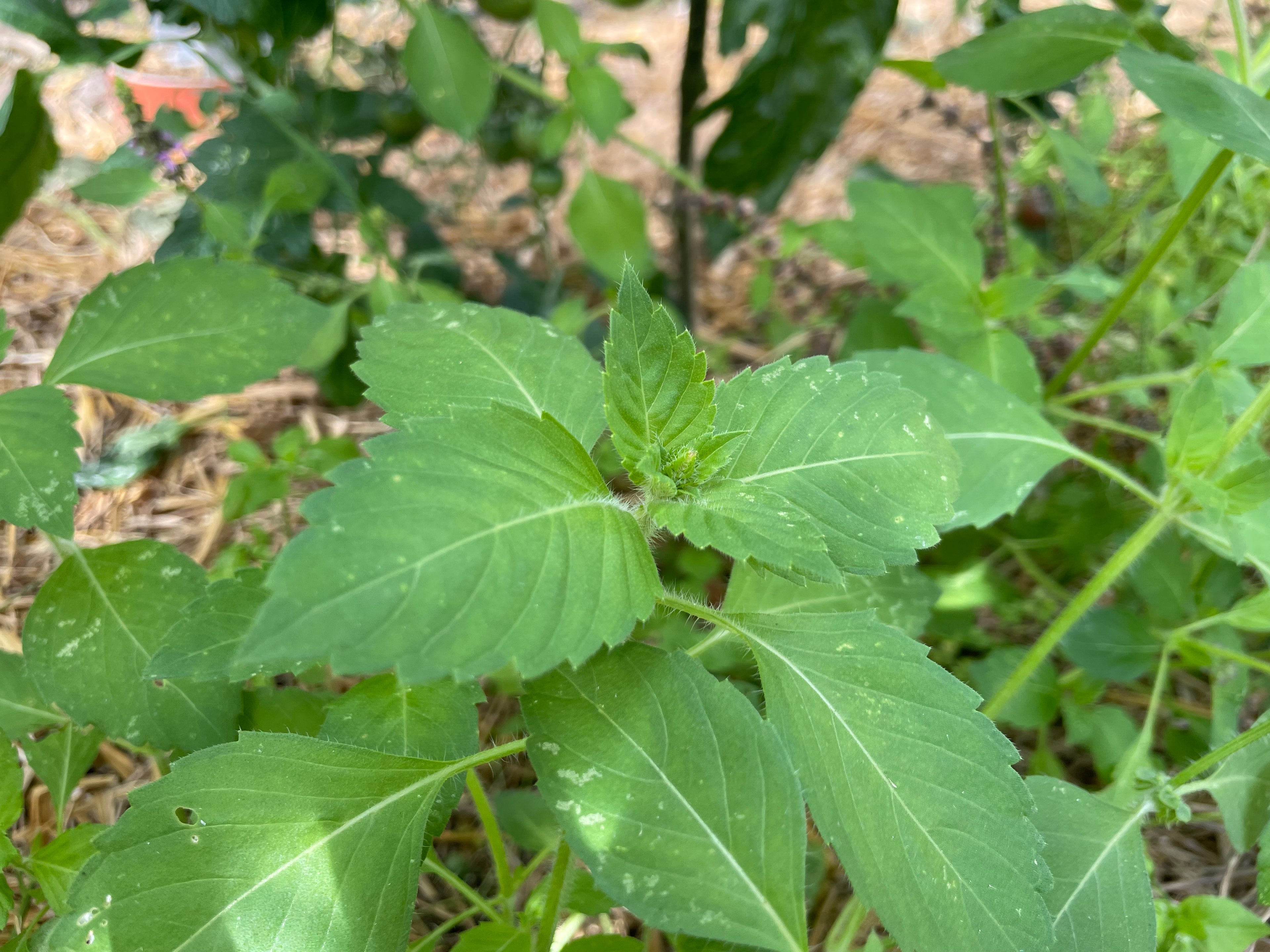 Kräuter Heiliges Basilikum /Tulsi Jungpflanze