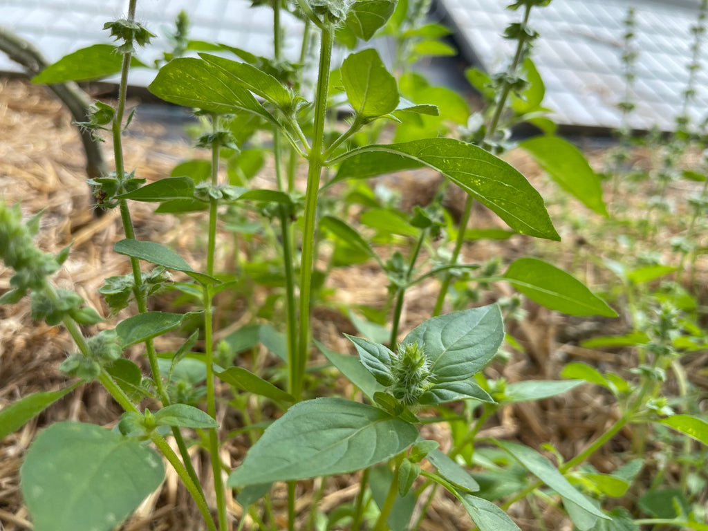 Kräuter Heiliges Basilikum /Tulsi Jungpflanze
