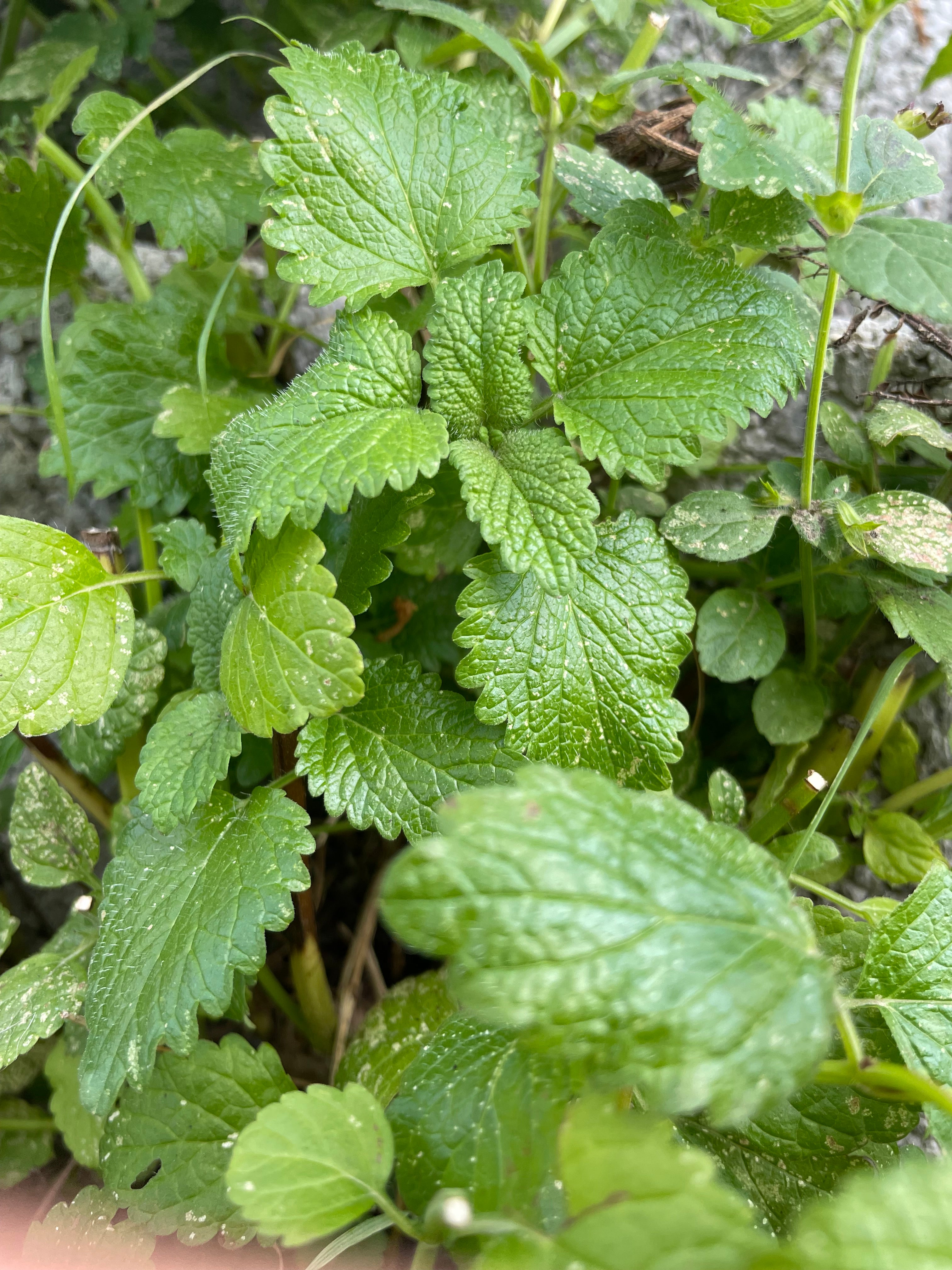Kräuter Zitronenmelisse Jungpflanze