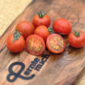 Tomate Angora Supersweet Jungpflanze