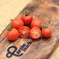 Tomate Ernteglück Jungpflanze